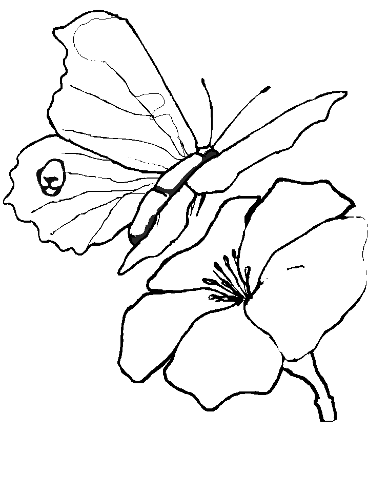 Printable Butterfly 8 Animals Coloring Pages ...