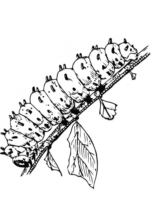 Printable coloring-page-caterpillar - Coloringpagebook.com