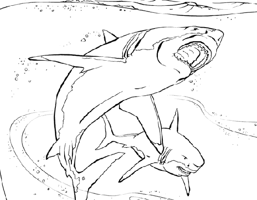 Coloring Pages Shark & Coloring Book