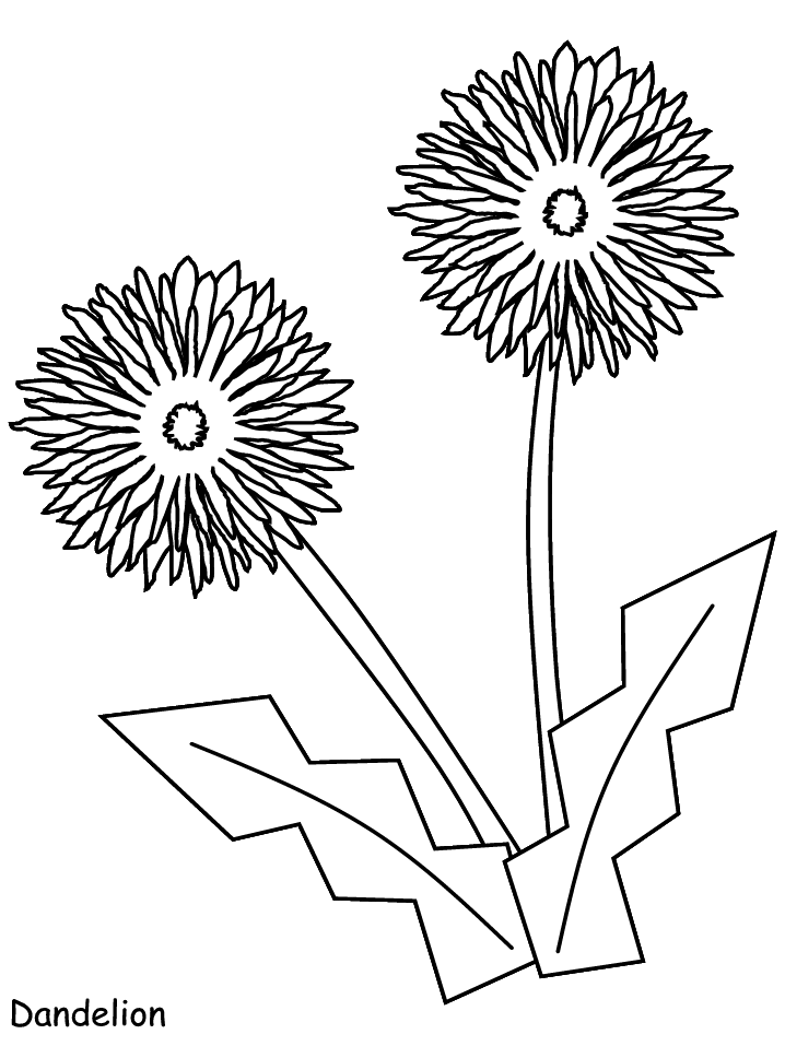 Dandelion Flowers Coloring Pages & Coloring Book