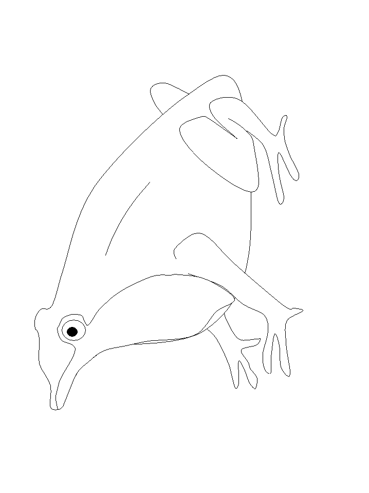 rainforest frog coloring pages - photo #29