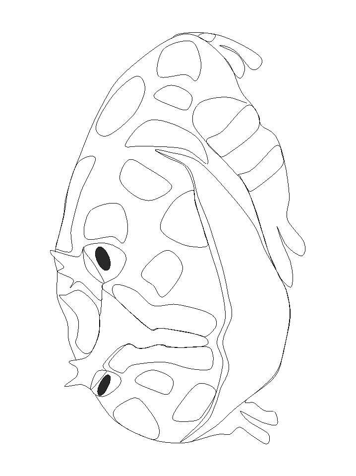 rainforest frog coloring pages - photo #7