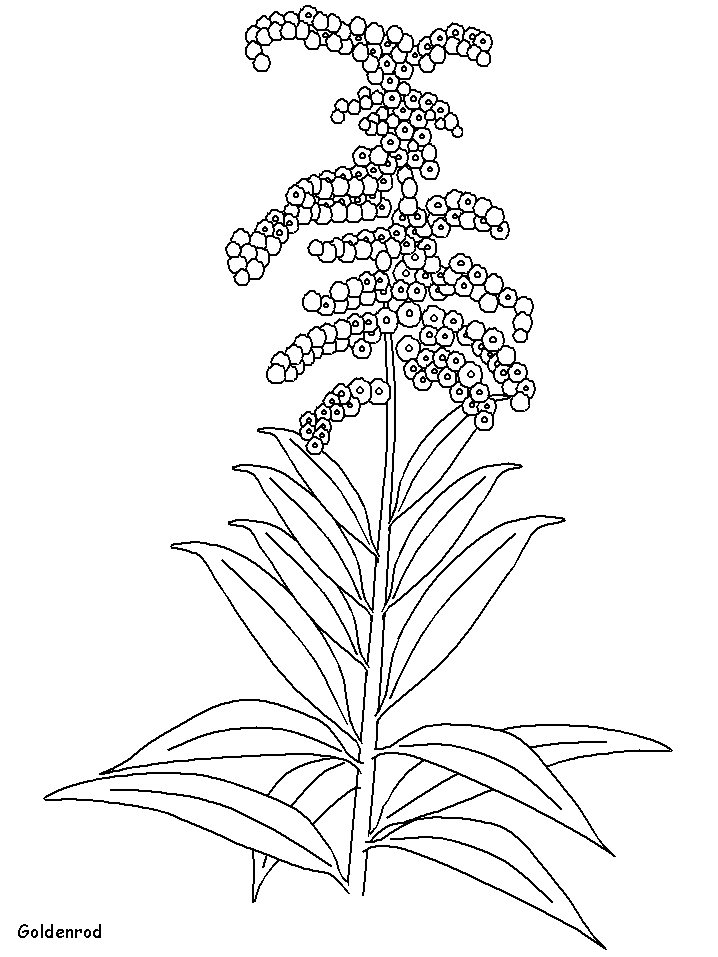 Printable Goldenrod Flowers Coloring Pages - Coloringpagebook.com