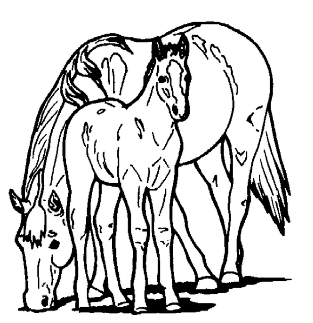 Horse and Pony Coloring Page & Coloring Book