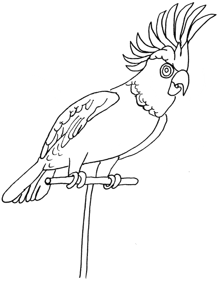 macaw parrot coloring pages - photo #47
