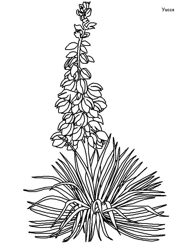 Printable Yucca Flowers Coloring Pages   Coloringpagebook.com