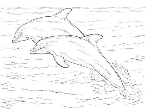 2 dolphin jumping out of the water coloring pages
