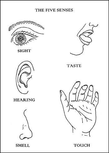 5 Senses Coloring Page Free