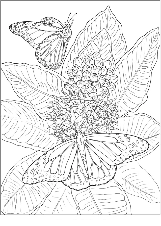 Adult Animal Coloring Pages