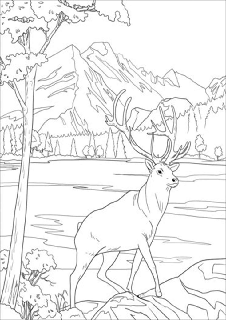 Adult 44 Coloring Pages