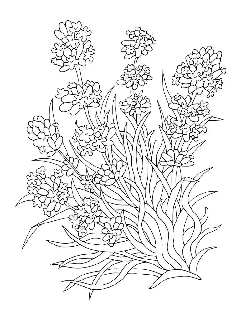 Adult Flower Coloring Pages Printable
