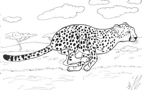 cheetah coloring page