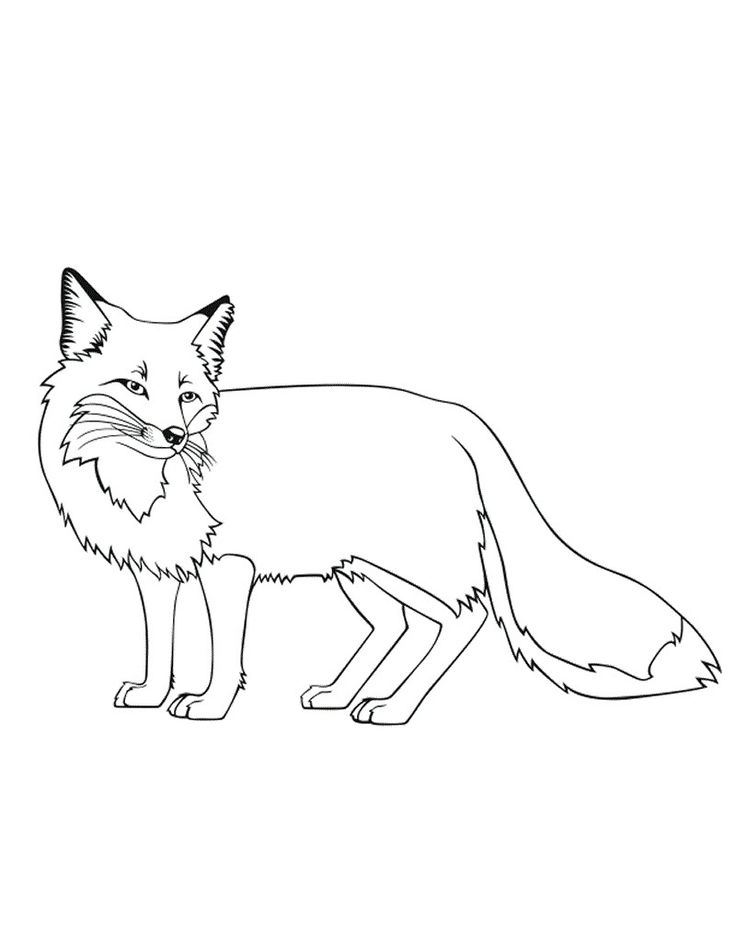 Coloring Page Fox