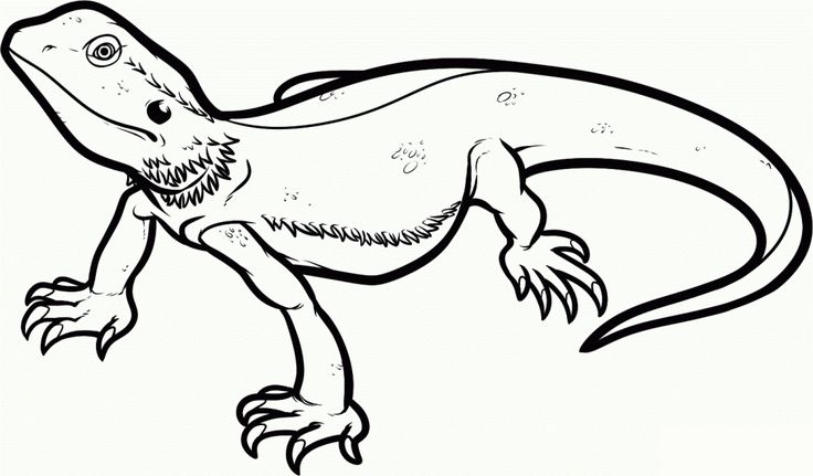 Coloring Page Lizard