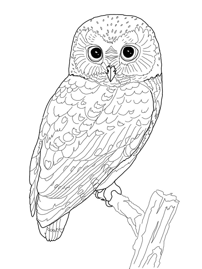 Coloring Page Owl