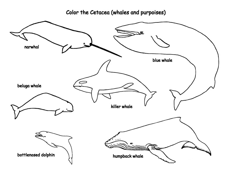Coloring Pages Whales and Dolphins