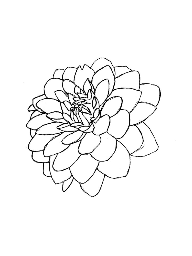 Dahlia Flower Coloring Pages