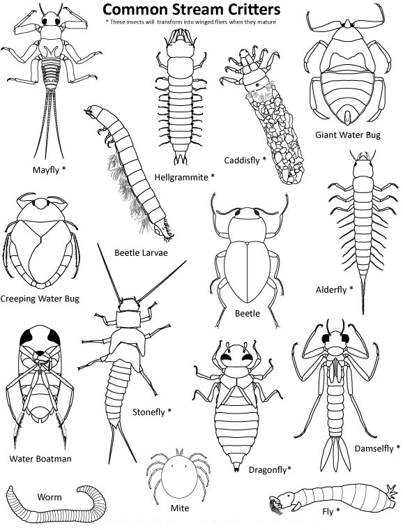 Free Coloring Pages Insects