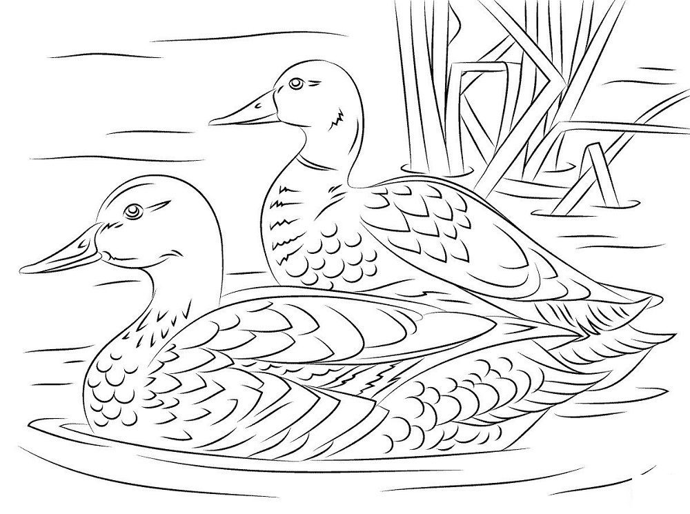 adult coloring pages water fowl