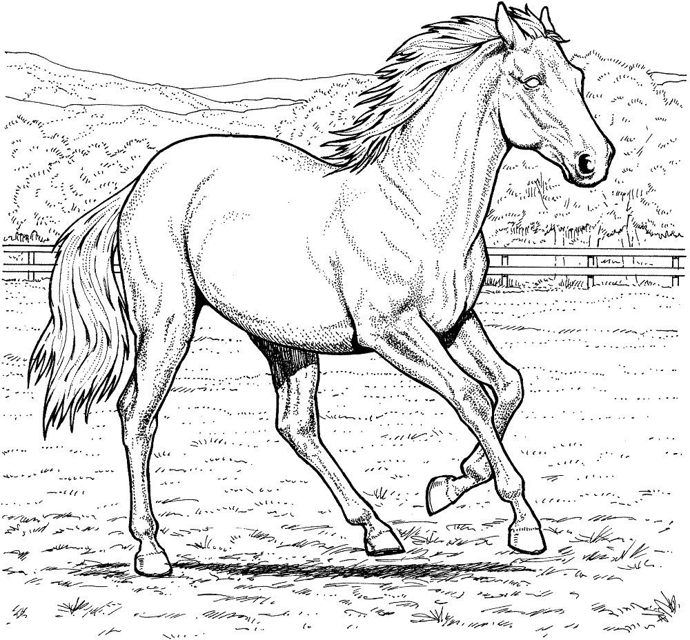 amazing horse coloring pages