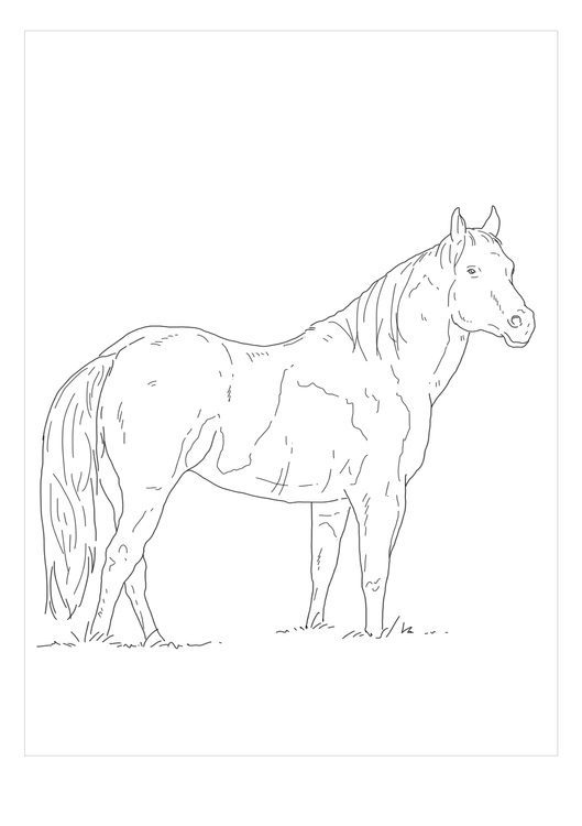 american paint horse coloring pages