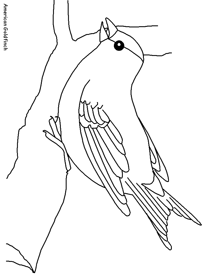 Americangoldfinch Animals Coloring Pages