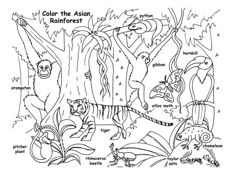 Animals and Insects Coloring Page