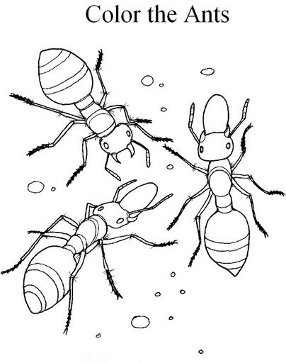 ants coloring page