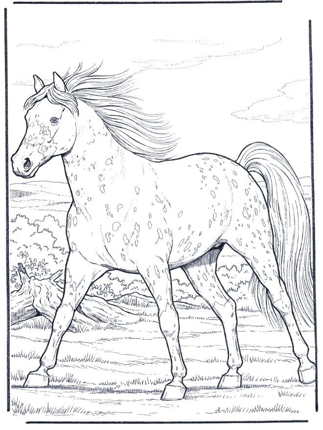 appaloosa horse coloring pages