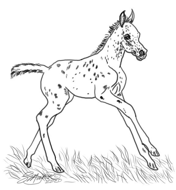 appaloosa real horse coloring pages