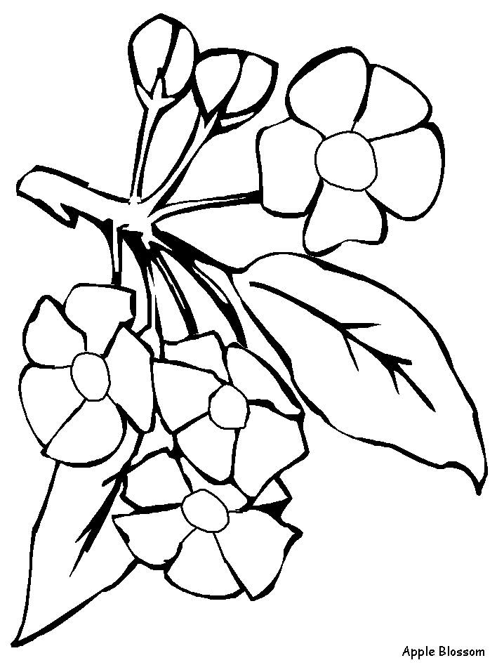 Appleblossom Flowers Coloring Pages