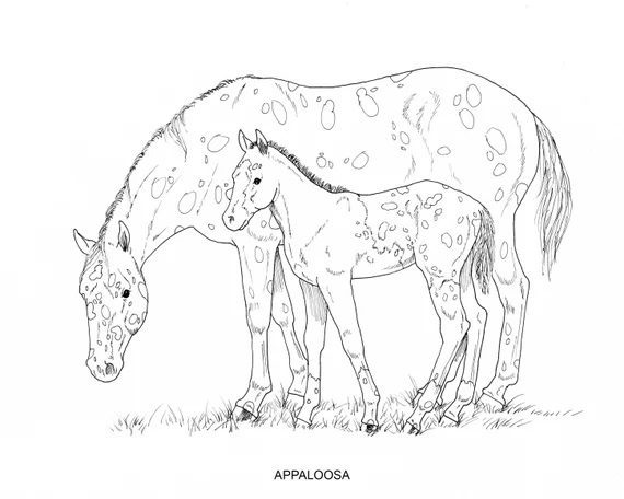 appoloosa horse coloring pages