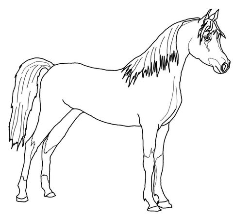 arabian horse coloring pages