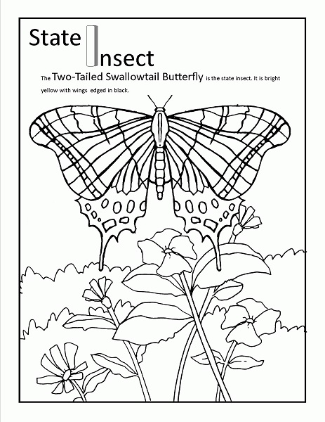 Arizona State Insect Coloring Pages