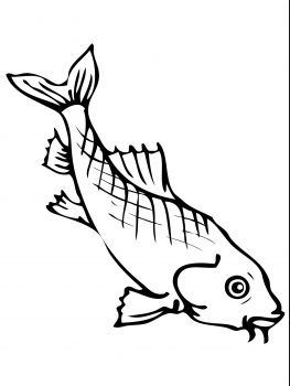 asian carp coloring page
