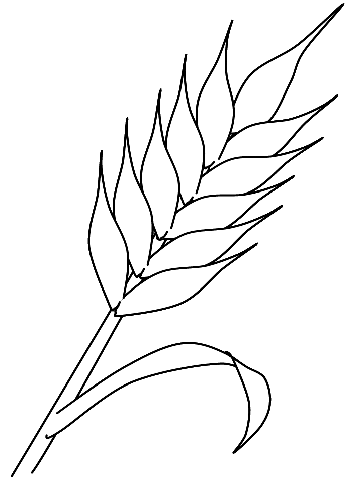 Wheat coloring page