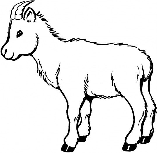 baby goat coloring page