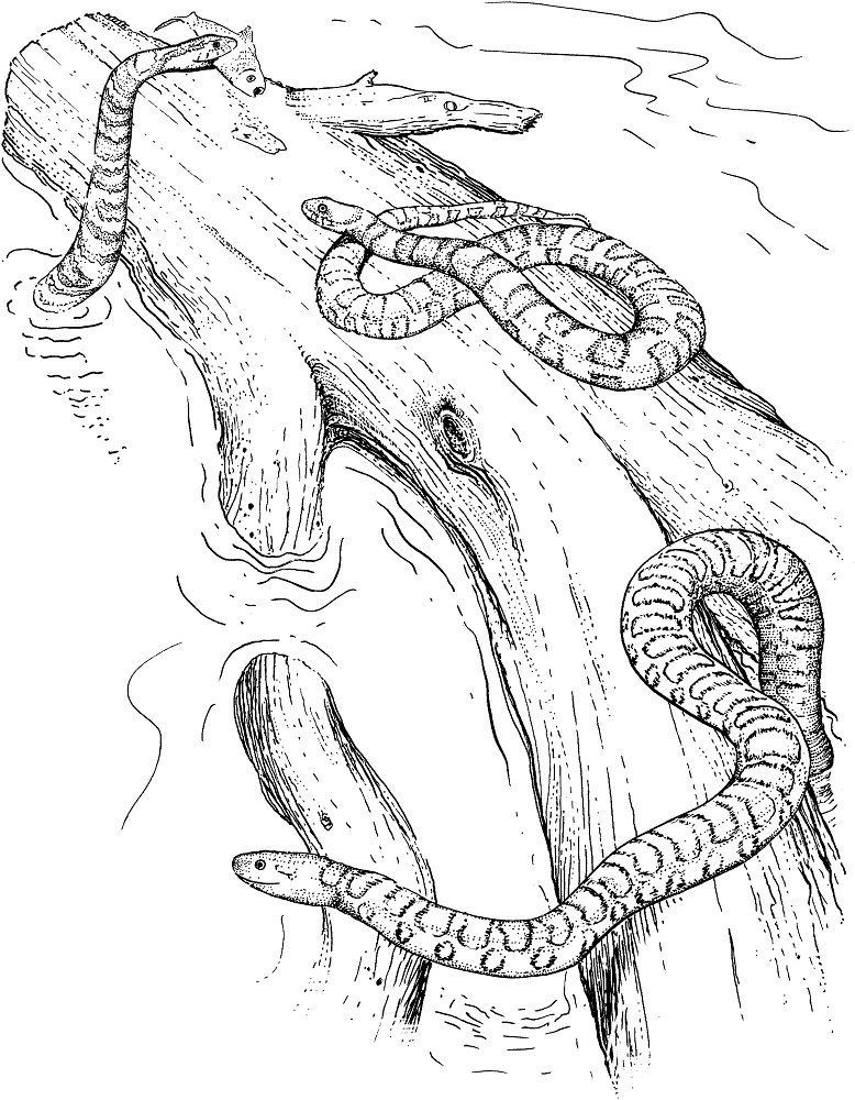 banded water snake coloring pages
