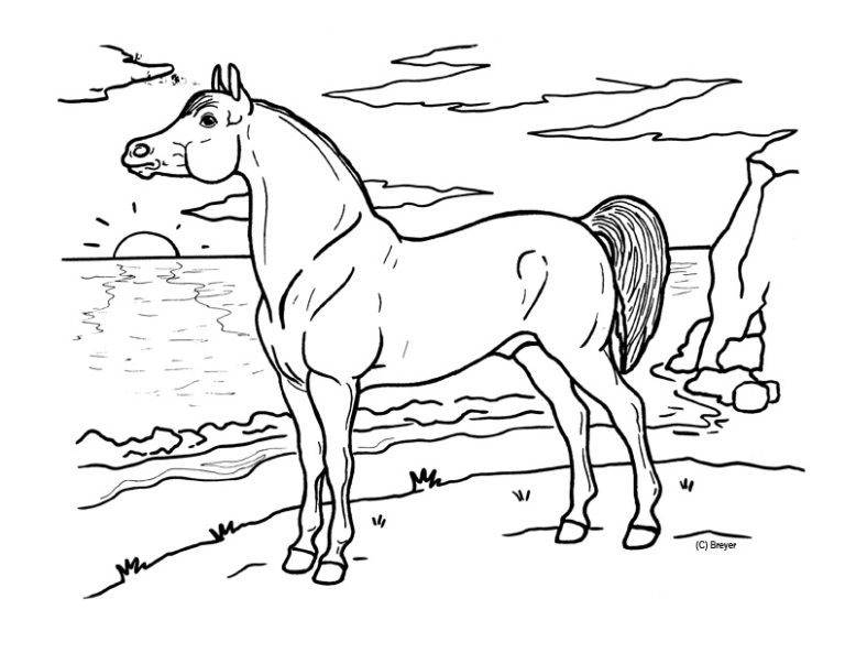 Beautiful Arabian Horse Coloring Pages &amp; book for kids.