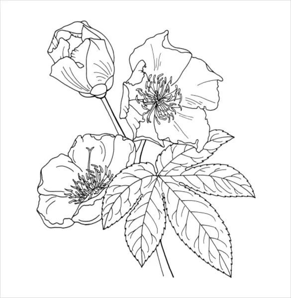 beautiful flower flower coloring pages for adults