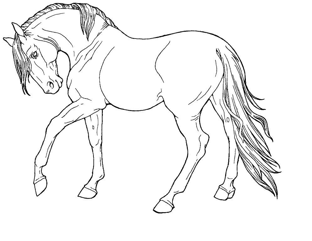 beautiful wild horse coloring pages