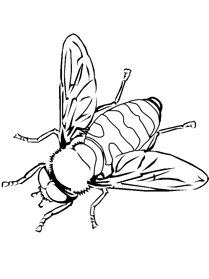 Honey Bee Coloring Pages