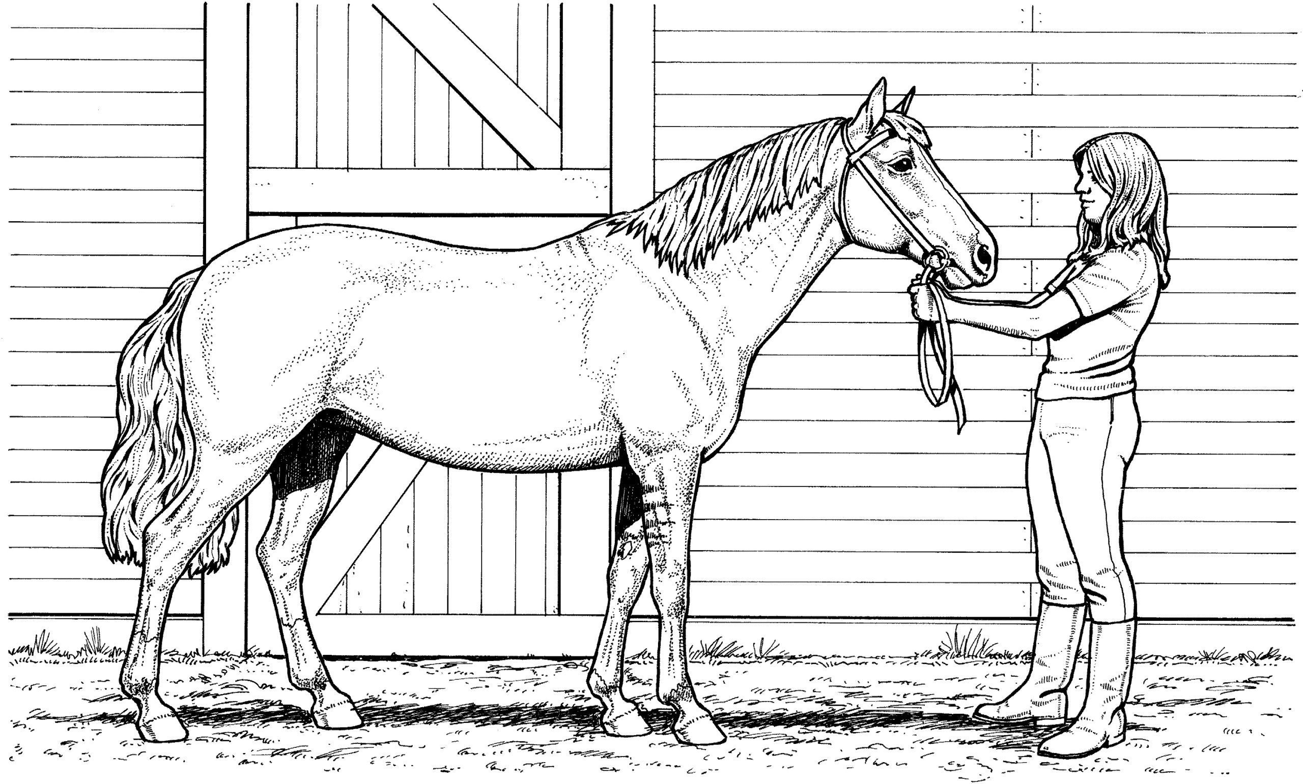 Velles horse filleep coloring pages