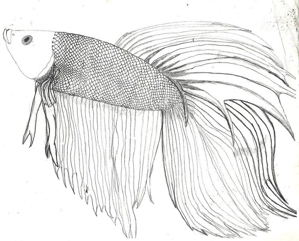 beta fish coloring pages