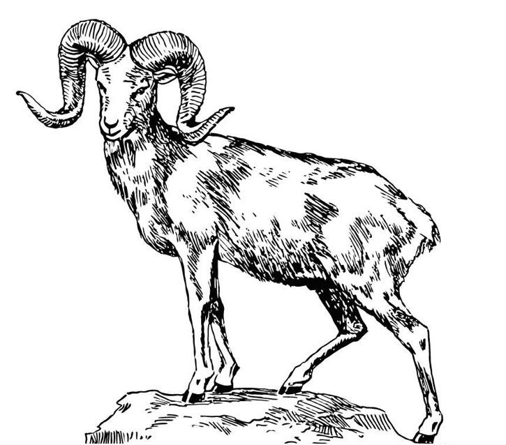 Big Horned Sheep coloring page