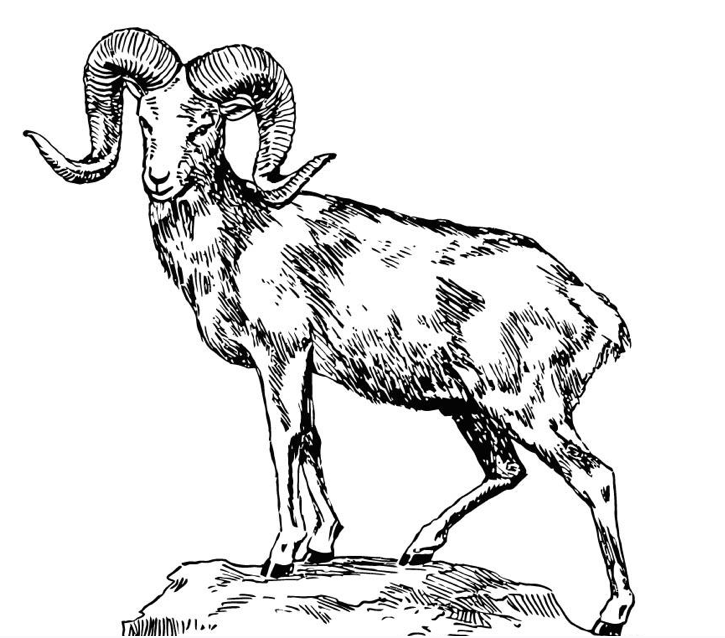 Big Horned Sheep coloring page