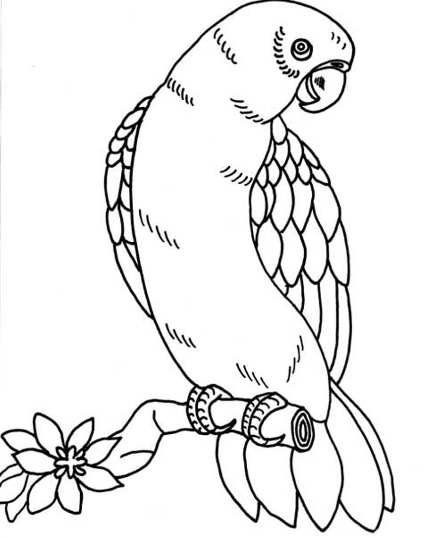 bird and flower coloring pages