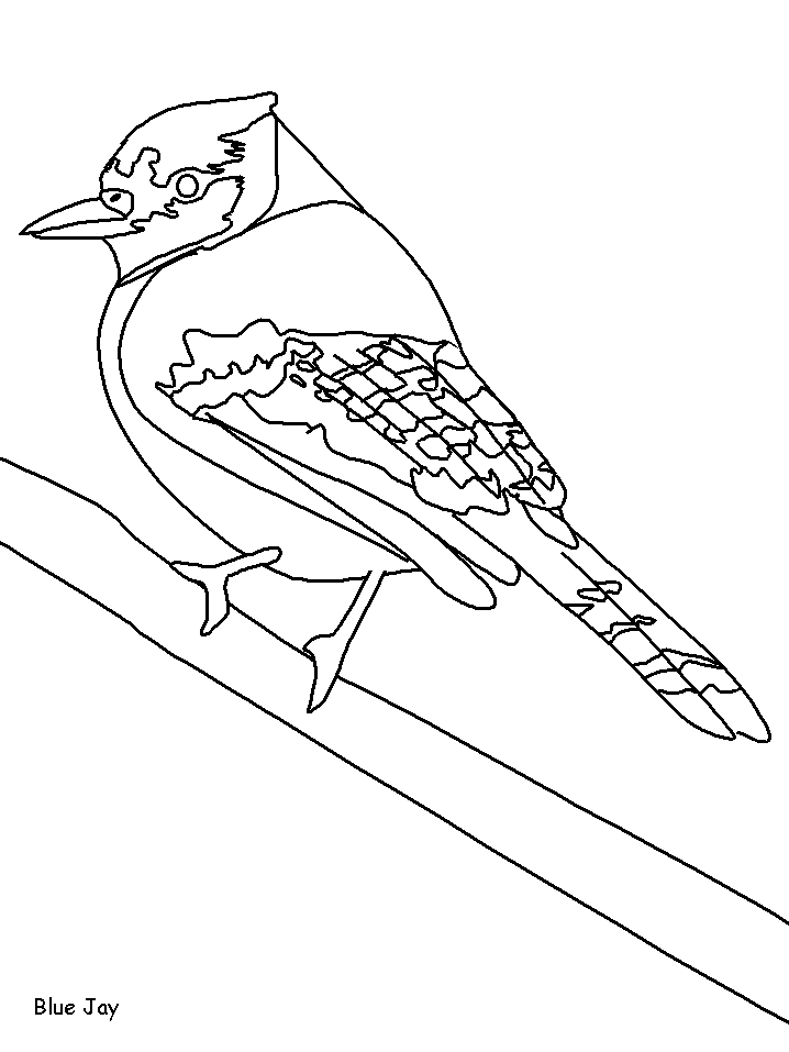 Blue jay Coloring Pages
