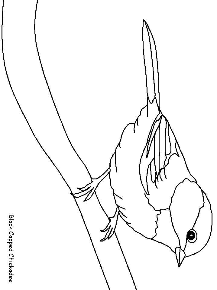 Black Capped Chickadee Coloring Pages
