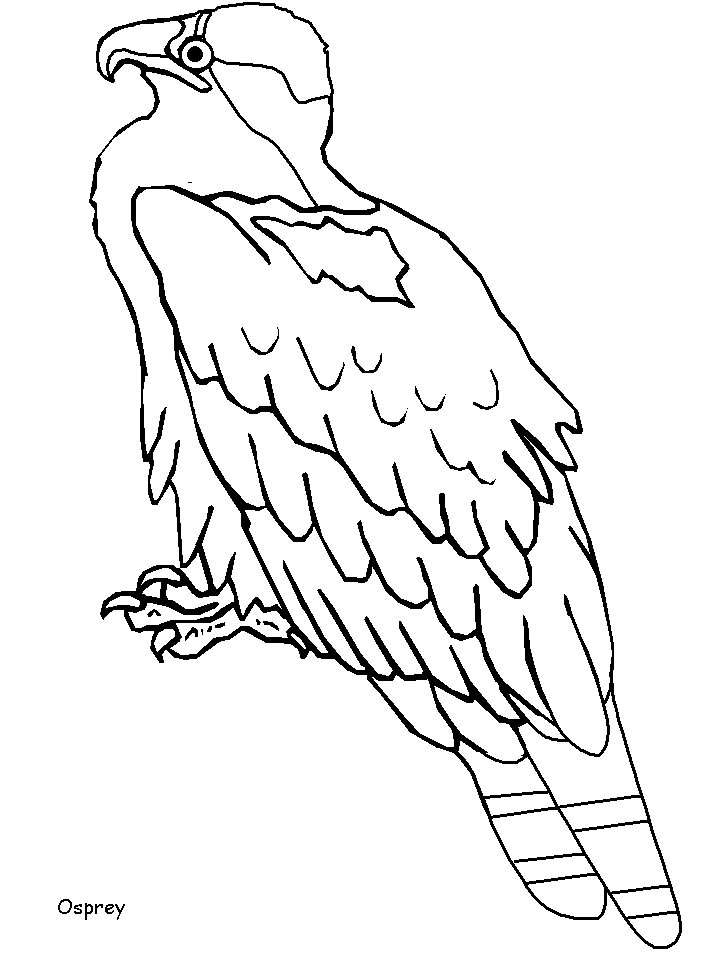 Birds Coloring Pages